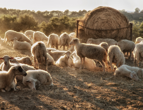 Algérie : A quel endroit faut-il acheter son mouton pour l'Aid El Adha ?