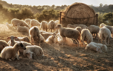 Algérie : A quel endroit faut-il acheter son mouton pour l'Aid El Adha ?