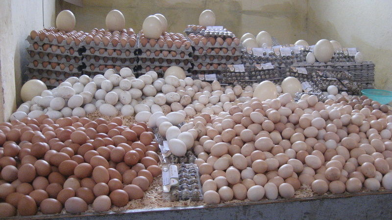 Une crise des œufs en Tunisie ?
