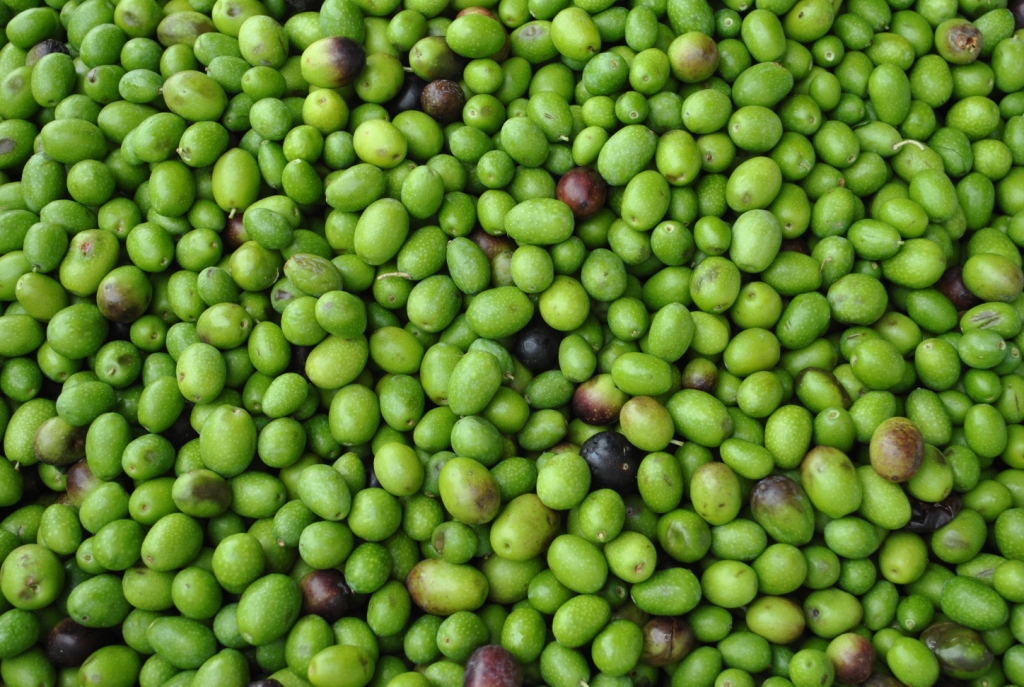 La Tunisie devient le premier exportateur mondial d’huile d’olive