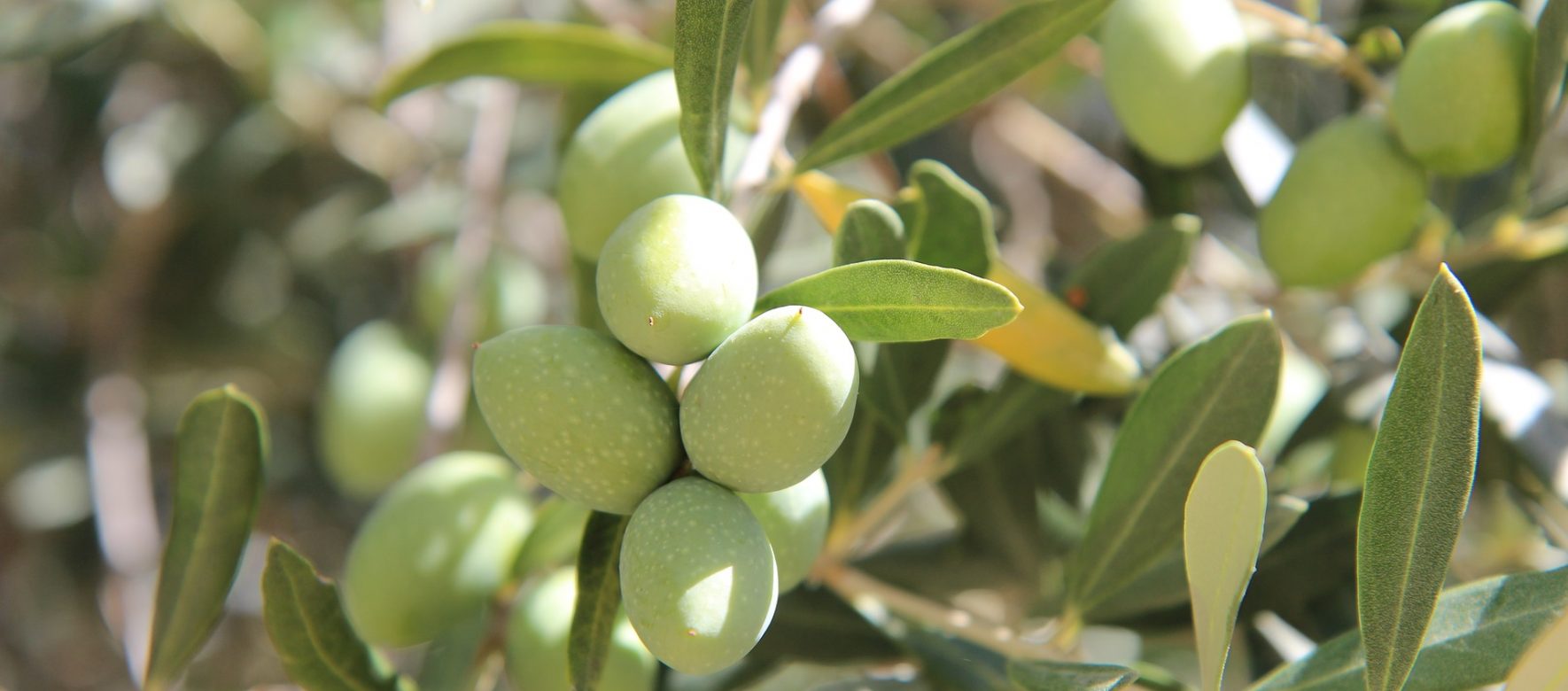 Maroc : La récolte d’olive devrait être bien moins bonne que prévue en 2019