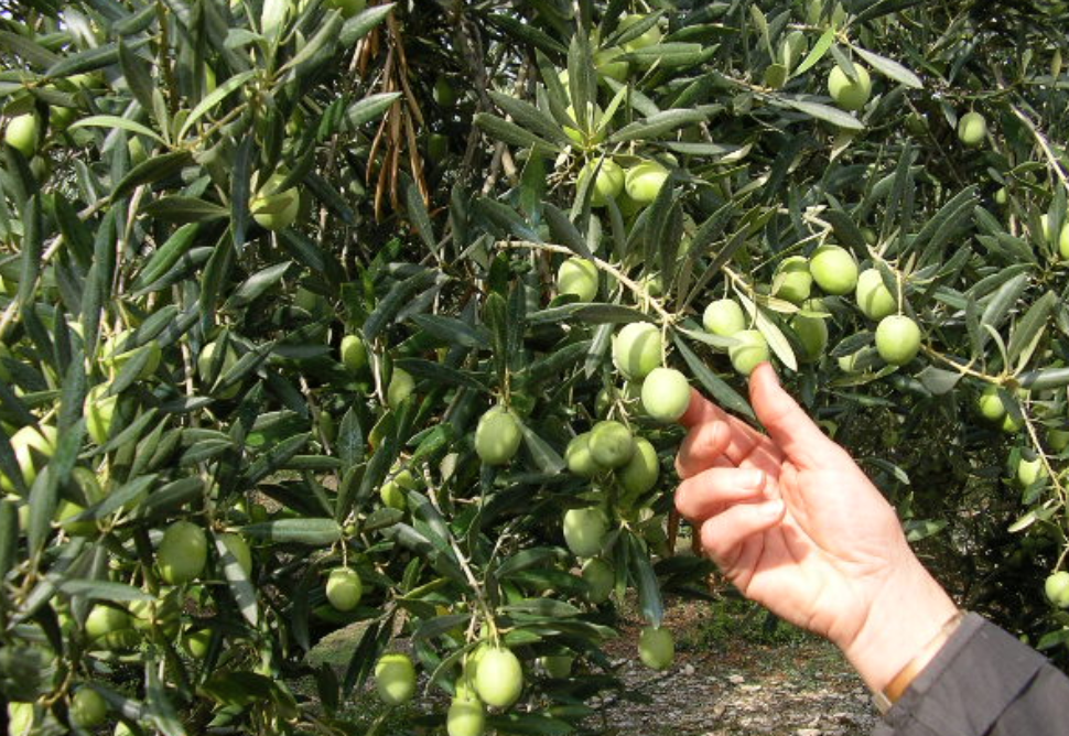 Maroc : 5,5 millions de $ pour financer la construction et l’exploitation d’une usine d’huile d’olive dans la région de Fès-Meknès