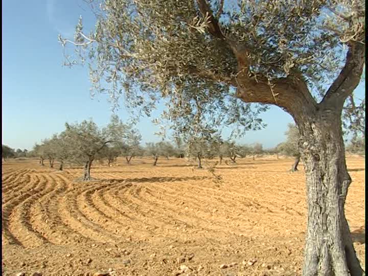 Méditerranée : Le CIHEAM-IAMM au coeur d’une initiative en faveur des zones arides