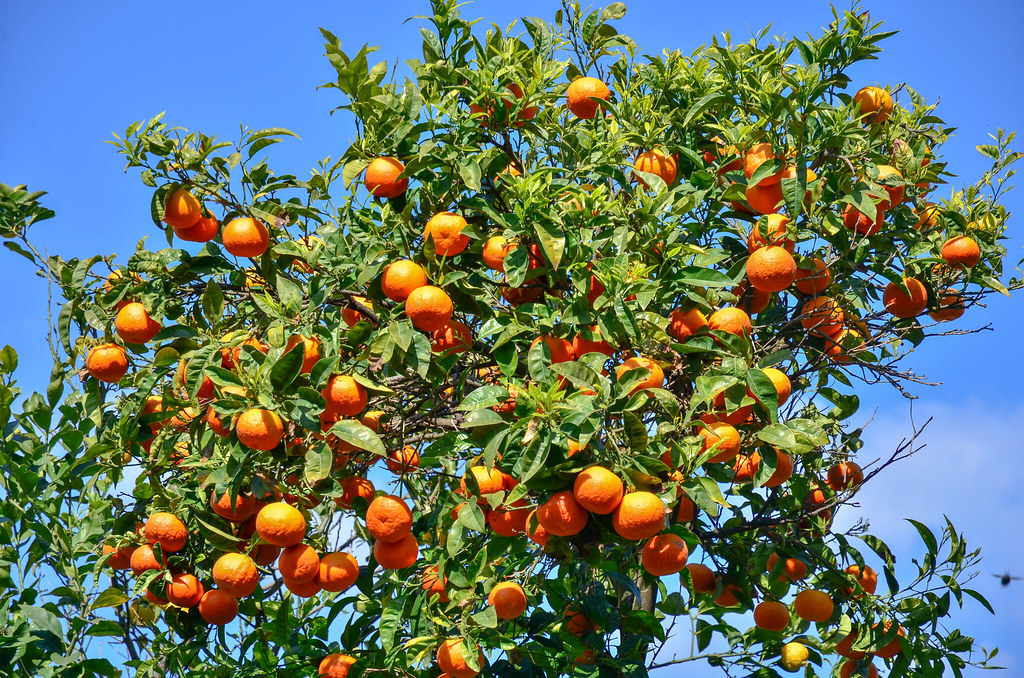 Le Maroc veut développer la région du sud à Dakhla avec la construction d’une unité de conditionnement de fruits et légumes