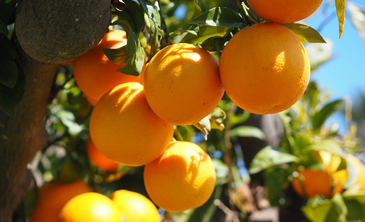 11 000 hectares de terres cultivables vont être distribuées en Tunisie