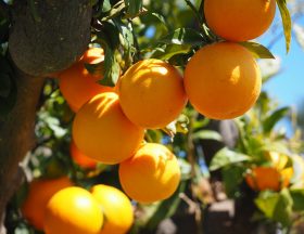 11 000 hectares de terres cultivables vont être distribuées en Tunisie