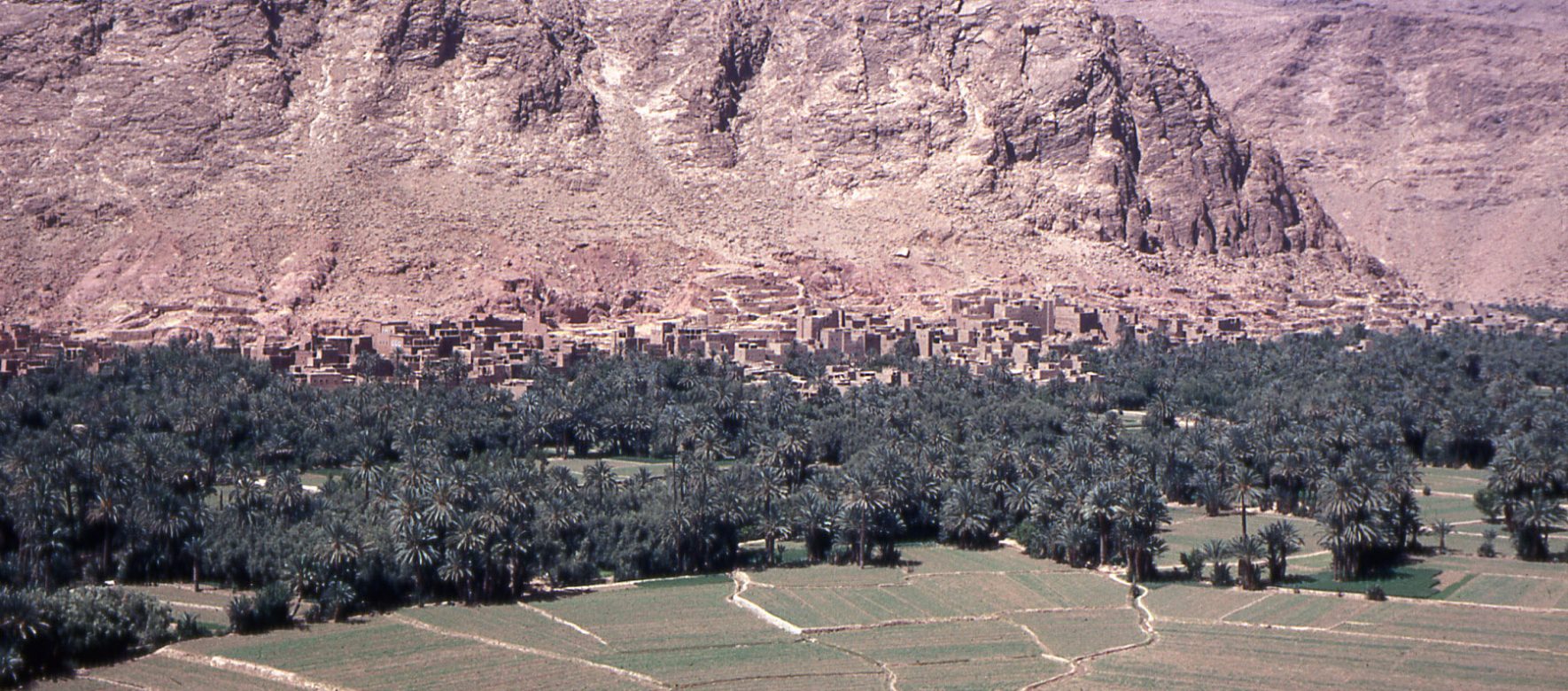 Vers un renforcement de la coopération agricole entre le Maroc et l’Egypte