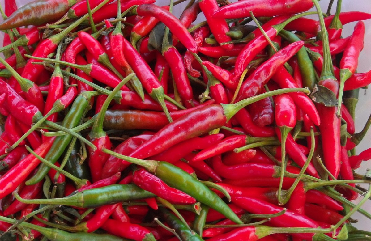 Maroc : La filière piment rouge continue sa percée