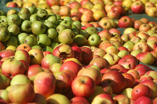 Les raisons de la colère des producteurs de pommes au Liban