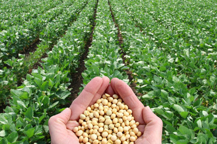 L’Egypte veut fortement augmenté la superficie agricole allouée à la culture du soja