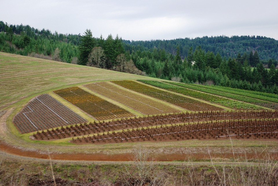 48% des terres agricoles algériennes seraient inexploitées