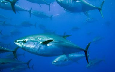La Tunisie bénéficie d’une augmentation de son quota de pêche sur le thon rouge