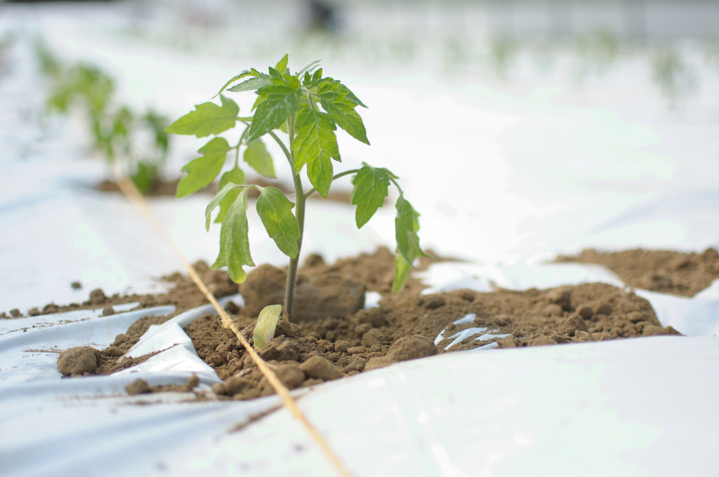 Le Sahara algérien, nouveau champion de la culture de la tomate ?