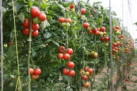 La Commission Européenne allège les contrôles sur les tomates Marocaines