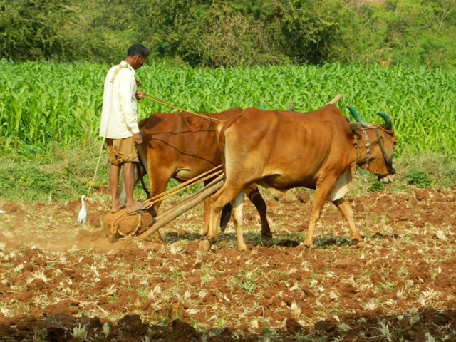 L'Algérie va partager son expérience agricole avec la Palestine