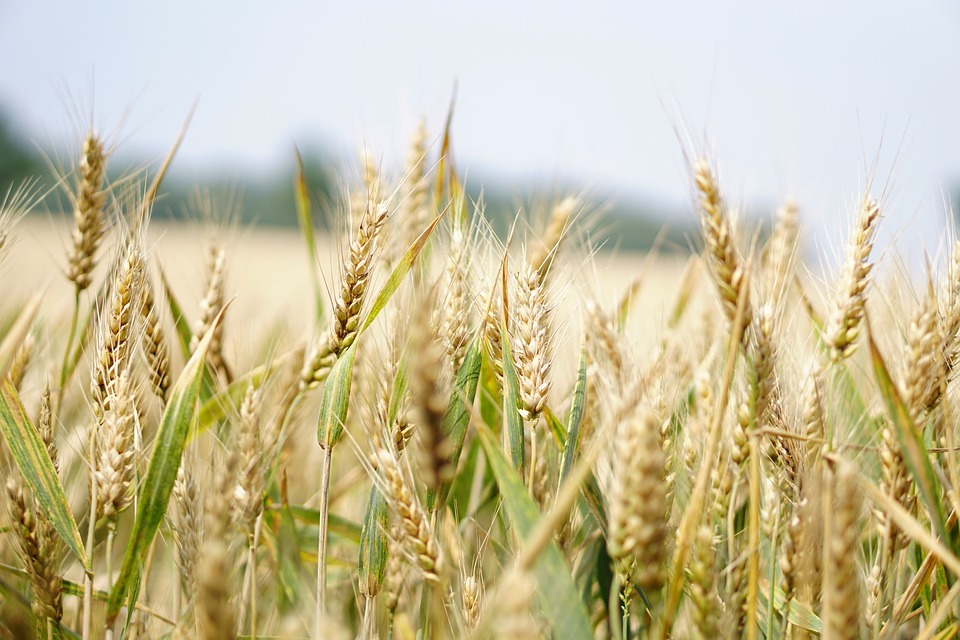 Egypt could be moving towards a new wheat crisis. 2