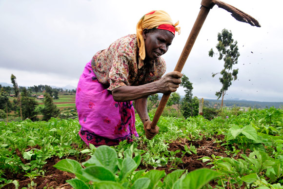 L’Egypte veut être un modèle pour l'agriculture en Afrique