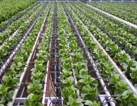 Israel: Irrigation firm Netafim wins $ 85 million contract in India