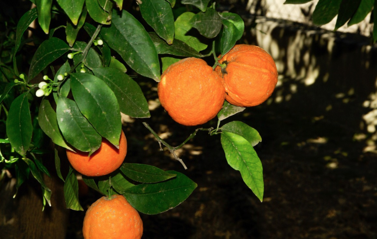 Le Maroc devrait voir ses exportations agroalimentaires augmentées de 10%