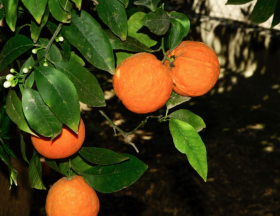 Le Maroc devrait voir ses exportations agroalimentaires augmentées de 10%