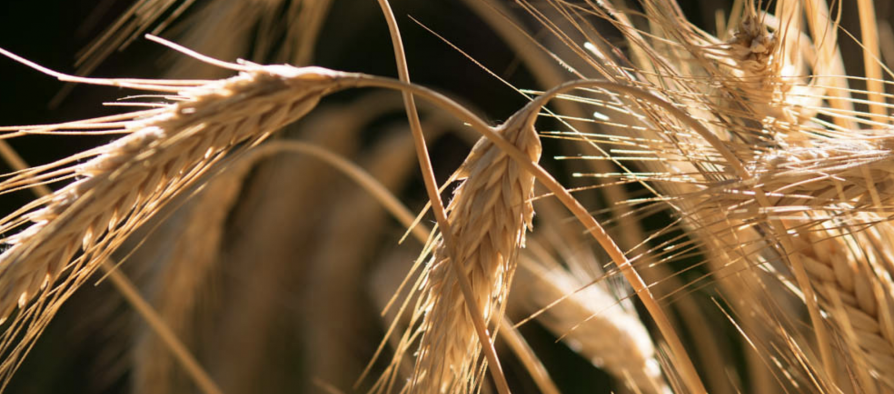 L’Egypte a importé 2,4 millions de tonnes de blé entre juillet et août 2020, soit une hausse de 40 % par rapport à 2019