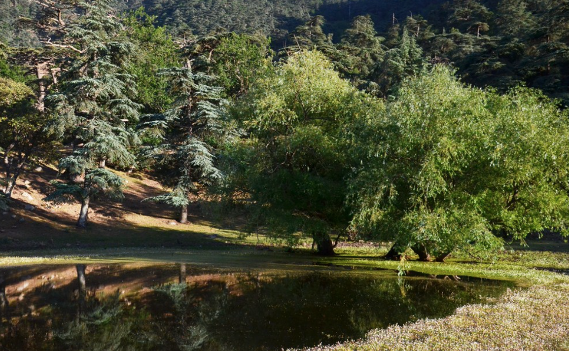 Algérie : Plantation de près de 2,3 millions d’arbres résistants à la sécheresse à l'horizon 2023