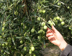La Tunisie est désormais le 3ème exportateur mondial d’huile d’Olive avec 340 000 tonnes