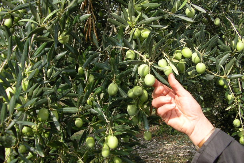 La Tunisie est désormais le 3ème exportateur mondial d’huile d’Olive avec 340 000 tonnes