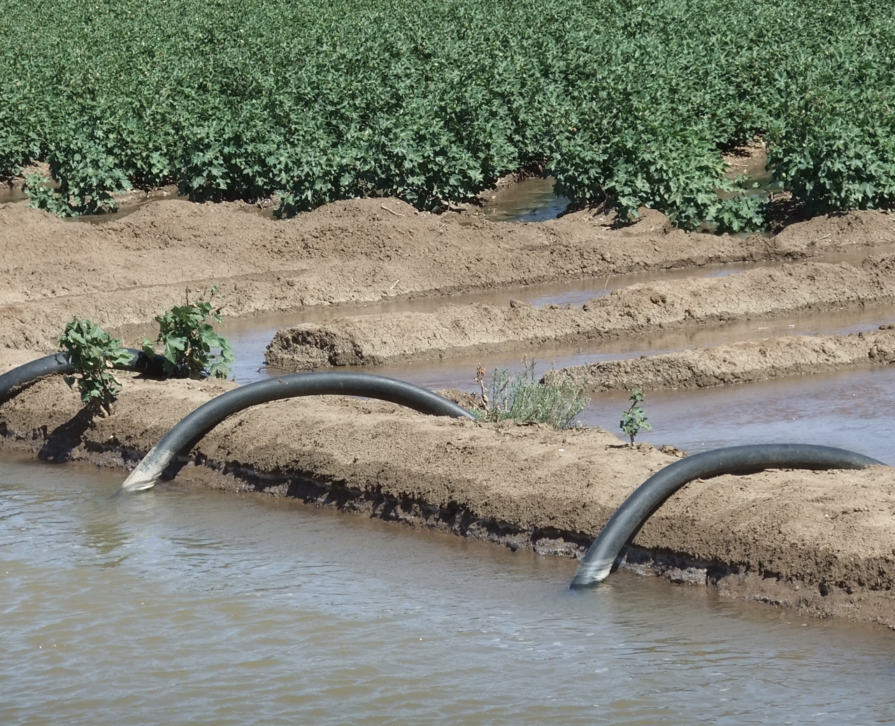 L’Egypte veut faciliter l’accès des fermiers aux systèmes solaires d’irrigation