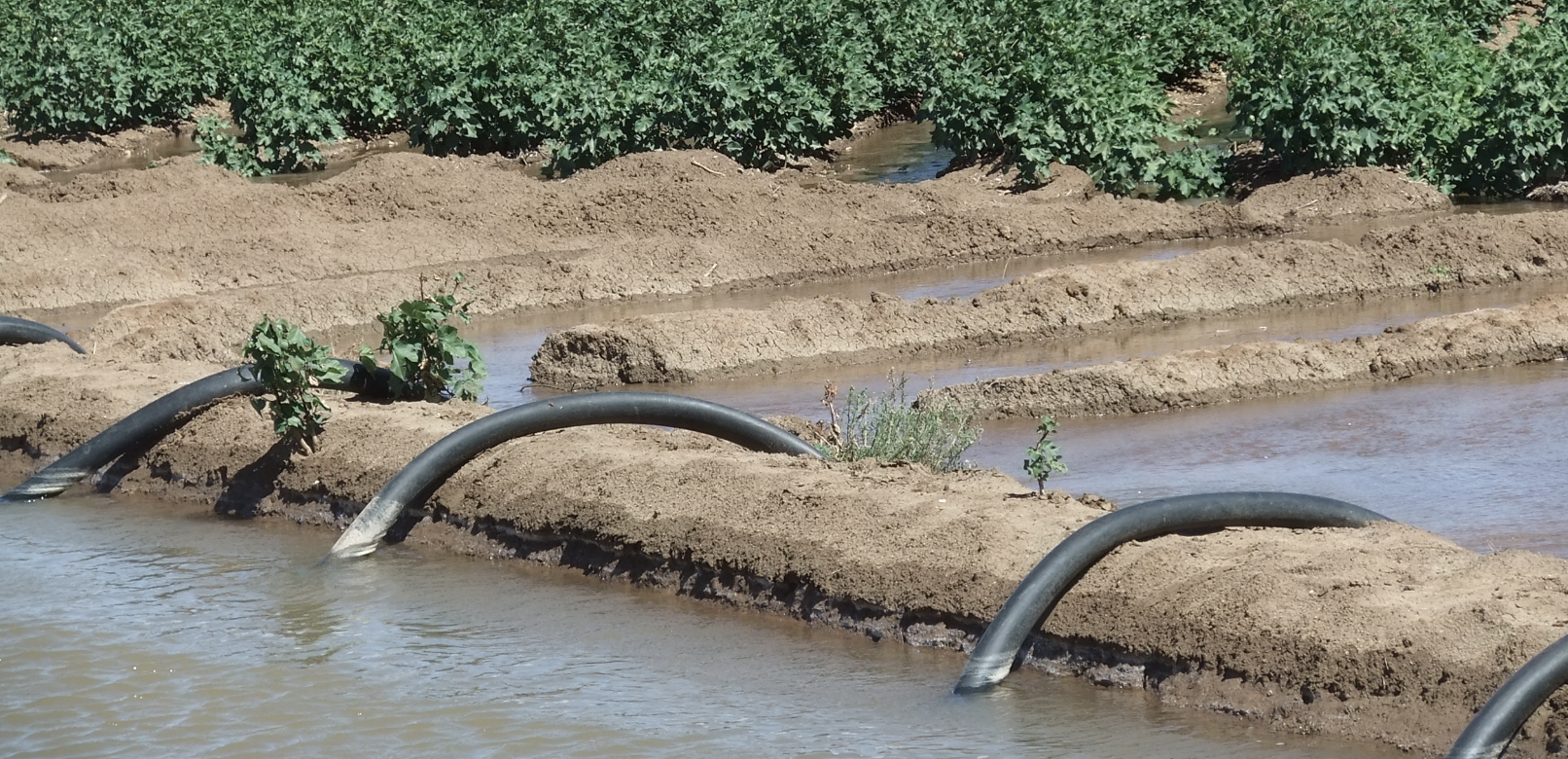 L’Egypte veut faciliter l’accès des fermiers aux systèmes solaires d’irrigation