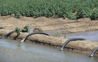 L’Egypte veut faciliter l’accès des fermiers aux systèmes solaires d’irrigation