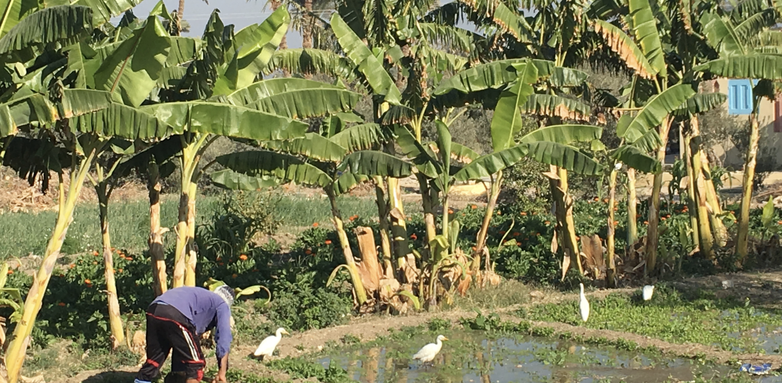 Tunisie : Le gouvernement va débloquer 120 millions $ pour son secteur agricole en 2021