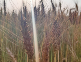 Egypte : La production de blé est attendue à 10 millions de tonnes en 2020/2021