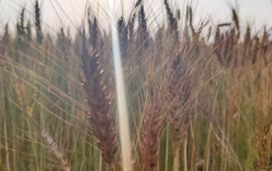 Egypte : La production de blé est attendue à 10 millions de tonnes en 2020/2021