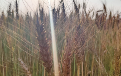 Egypte : La production de blé est attendue à 10 millions de tonnes en 2020/2021