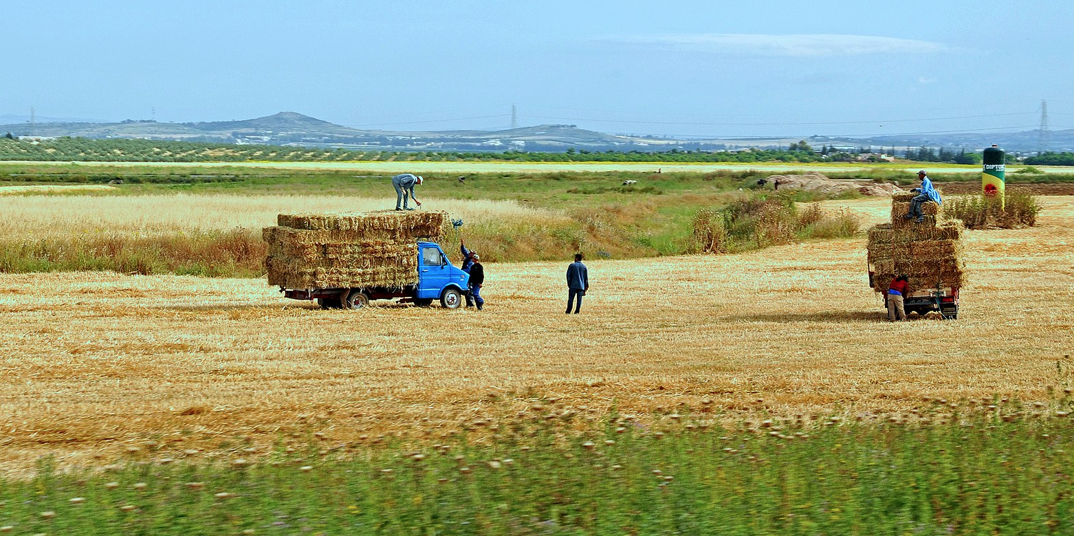 Tunisie : Les exportations agricoles et agroalimentaires constituent 10 % des exportations totales de marchandises du pays