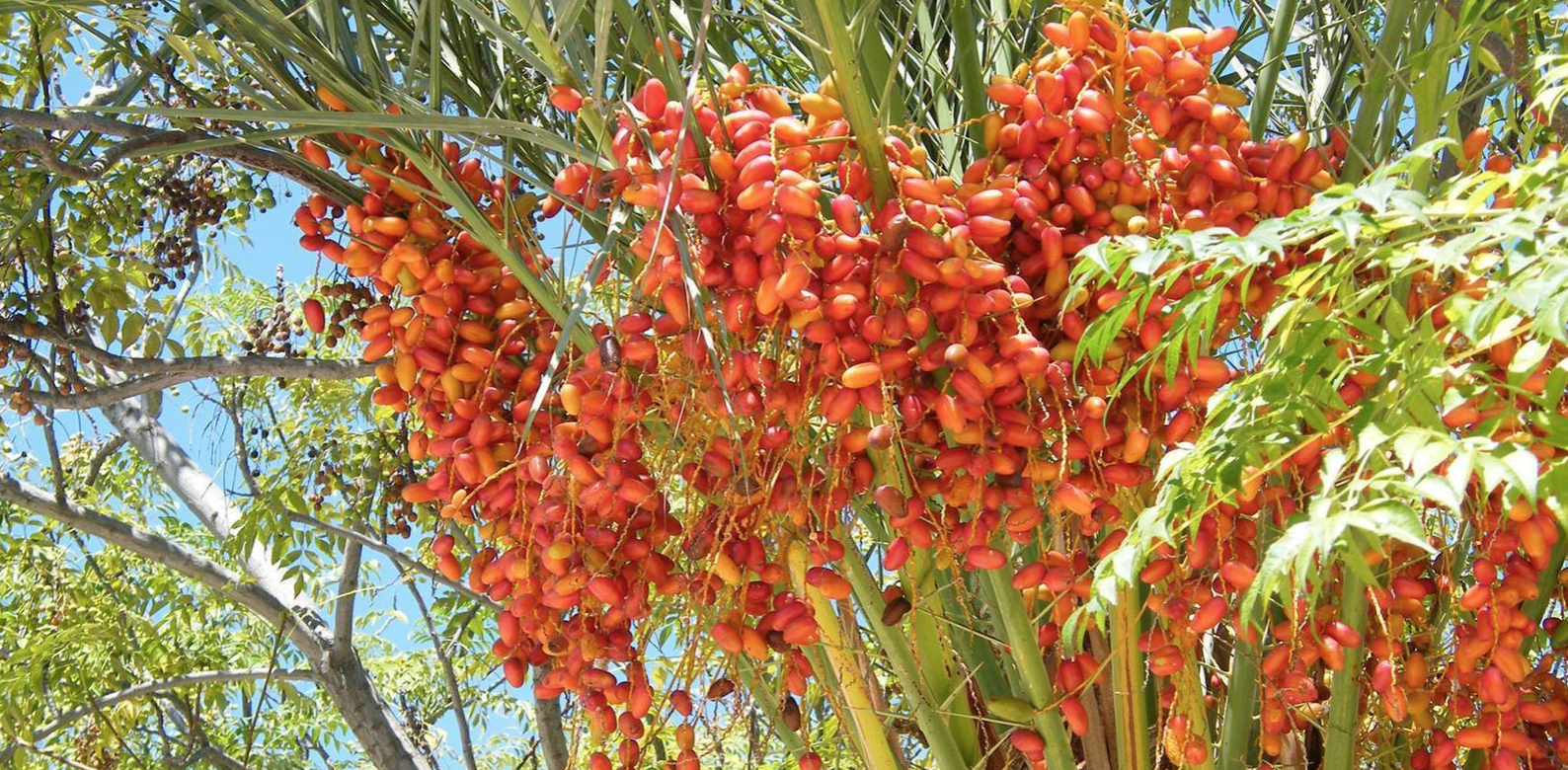 Algérie : La demande mondiale pour la production de dattes et de produits dérivés est trois fois supérieure à la quantitié actuellement offerte 1