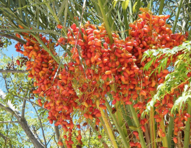 Algérie : La demande mondiale pour la production de dattes et de produits dérivés est trois fois supérieure à la quantitié actuellement offerte 1