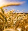 Egypt intends to acquire 4 million tonnes of wheat to secure its imports