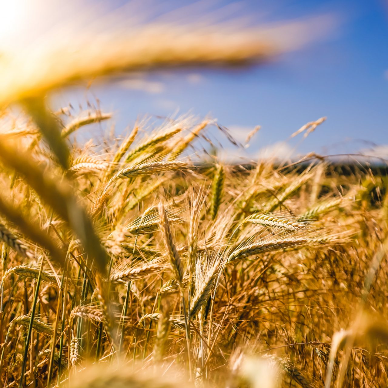 Egypt intends to acquire 4 million tonnes of wheat to secure its imports