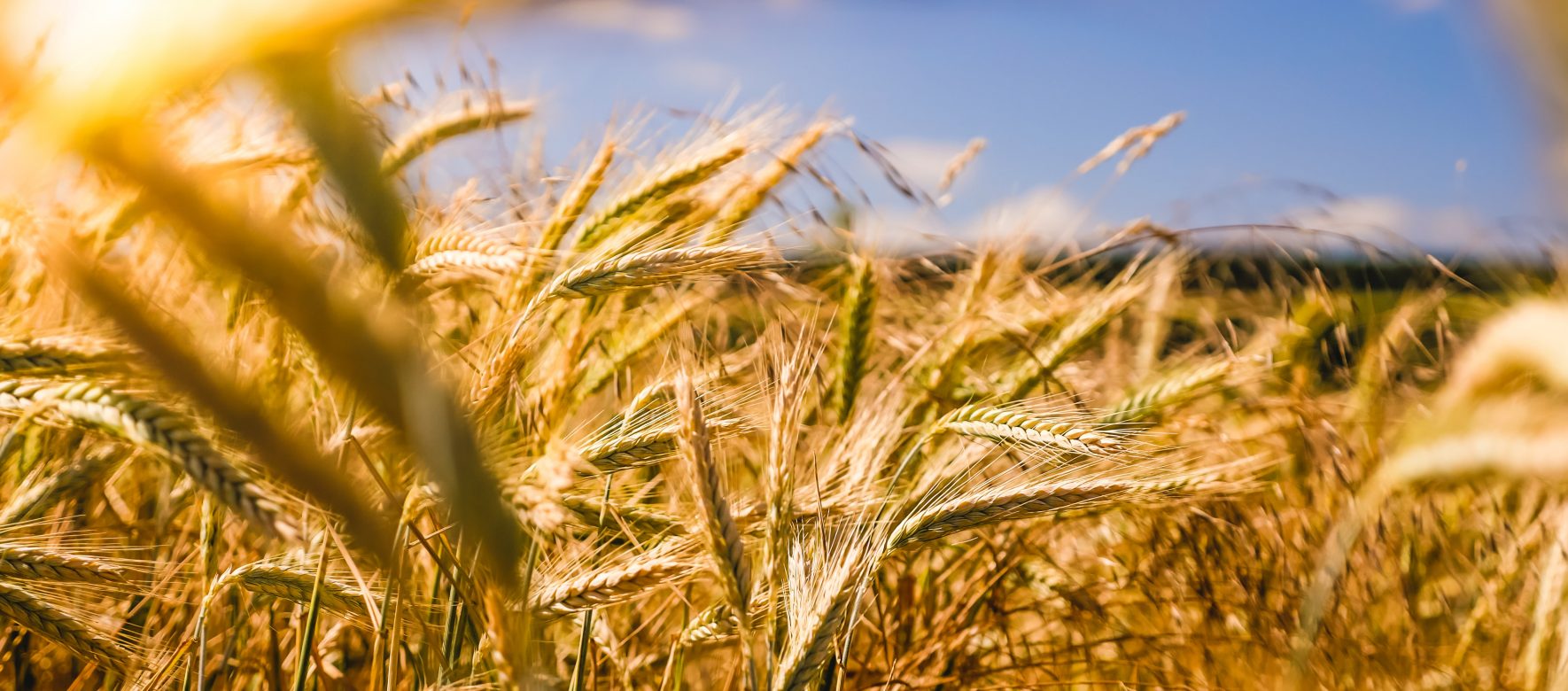 Egypt intends to acquire 4 million tonnes of wheat to secure its imports