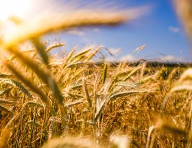 Egypt intends to acquire 4 million tonnes of wheat to secure its imports