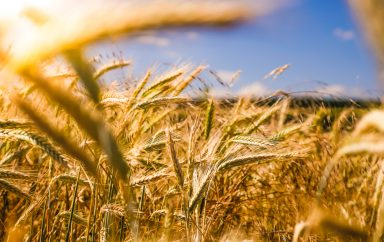 Egypt intends to acquire 4 million tonnes of wheat to secure its imports