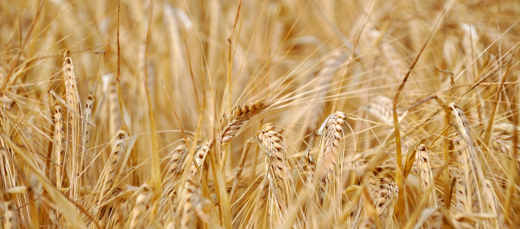 L'Égypte compte acquérir 4 millions de tonnes de blé pour sécuriser ses importations 1