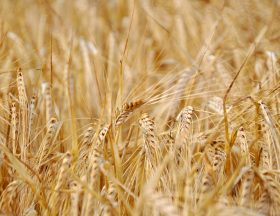 L'Égypte compte acquérir 4 millions de tonnes de blé pour sécuriser ses importations 1