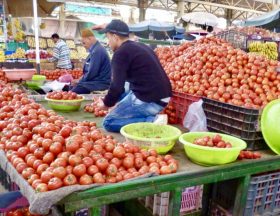 Maroc : La filière tomate marocaine continue de rayonner au Royaume-Uni