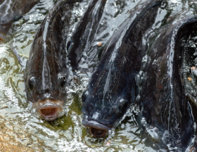 Algérie : Cosider Agrico investit dans une ferme aquacole pour l'élevage du Tilapia à Djelfa