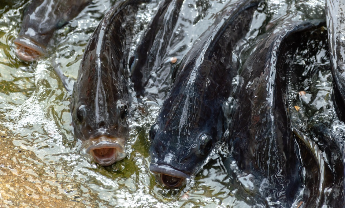 Algérie : Cosider Agrico investit dans une ferme aquacole pour l'élevage du Tilapia à Djelfa