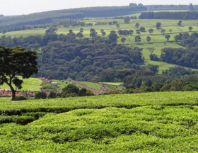 Les Emirats Arabes Unis deviennent le premier importateur de thé du Kenya devant le Royaume-Uni et l’Egypte