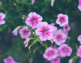 Turquie : Ses exportations de fleurs augmentent de 100% pour la fêtes des mères et cela pour 35 pays